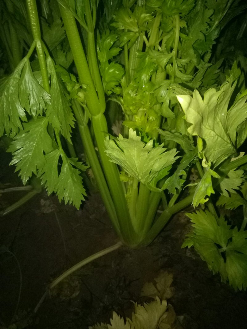 西芹，西芹西芹西芹西芹