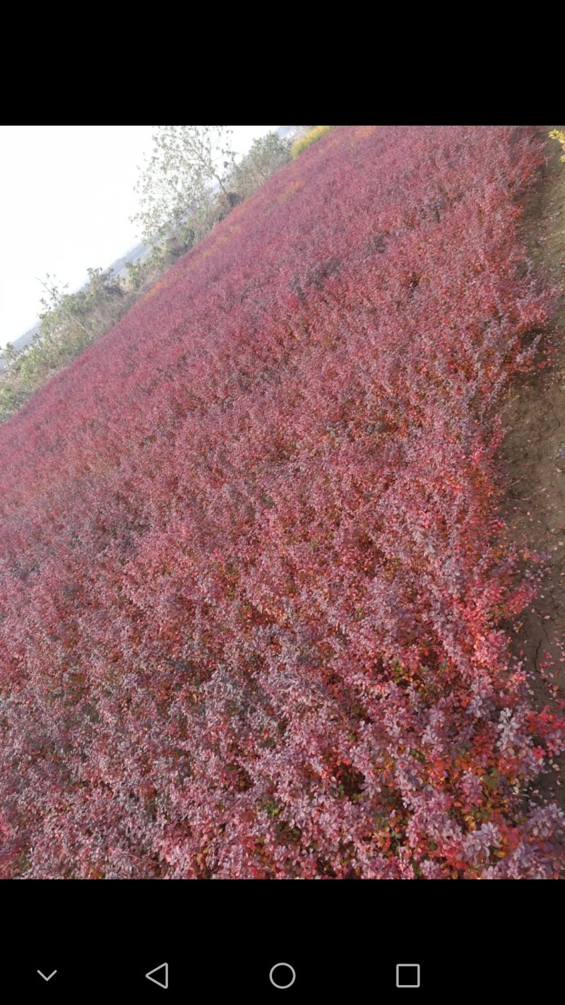 红叶小檗