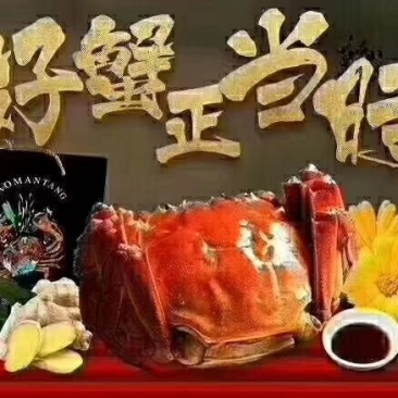 盘锦河蟹，大闸蟹，1.3—1.6公蟹