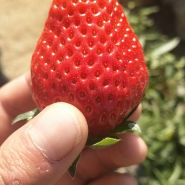 草莓