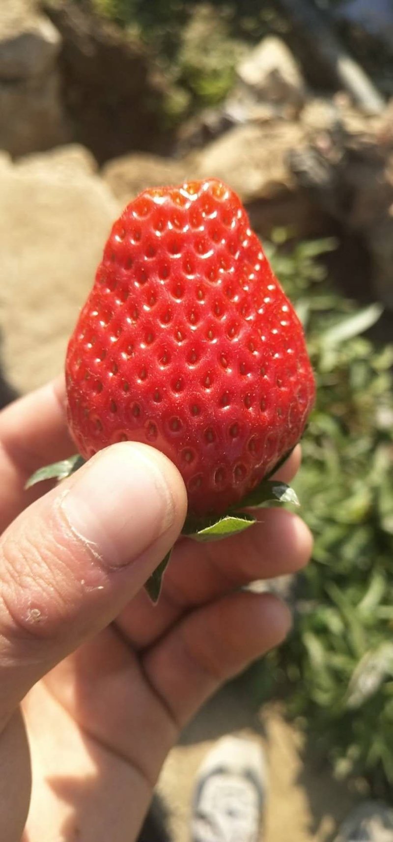 草莓