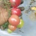 小蕃茄