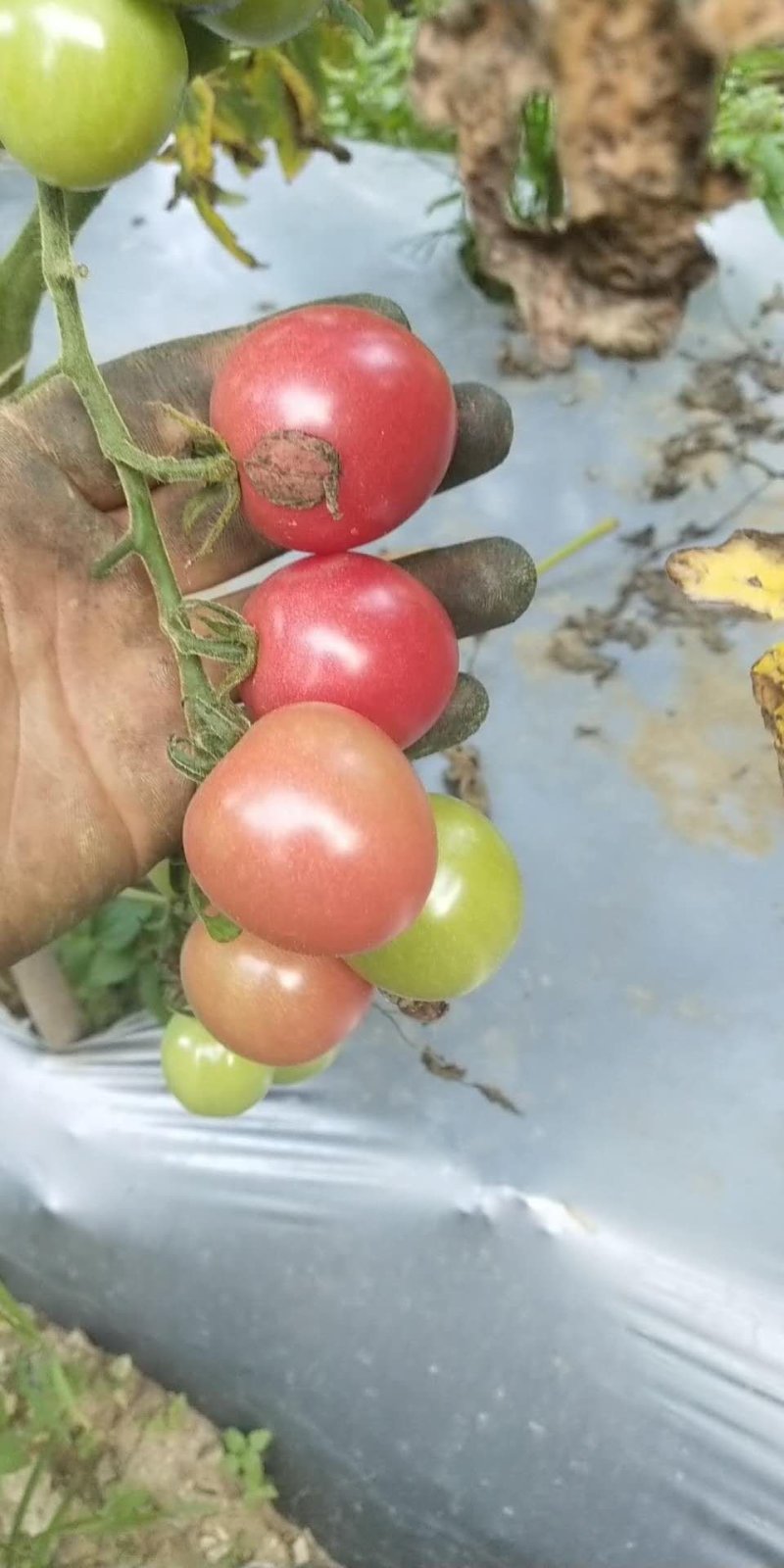小蕃茄