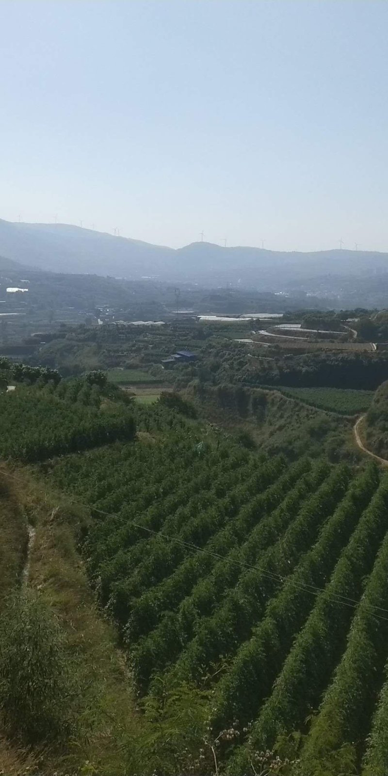粉果番茄