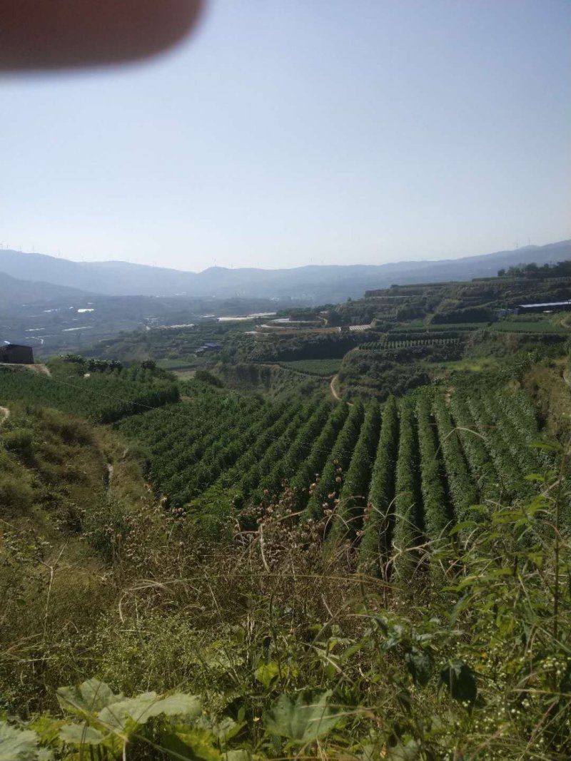 粉果番茄