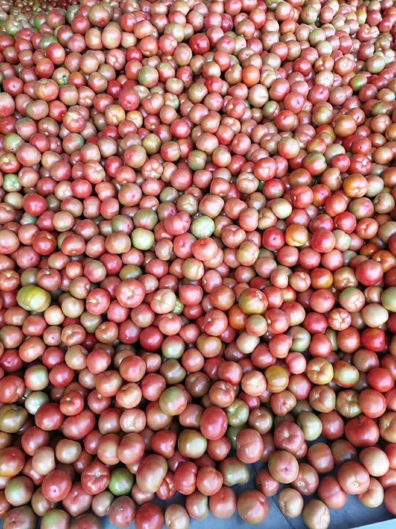 石头番茄