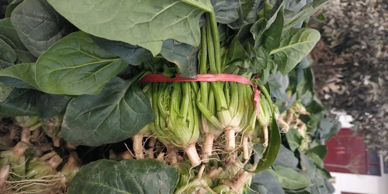 越冬大叶菠菜`