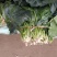 越冬大叶菠菜`