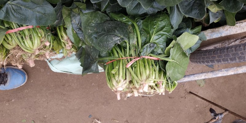 越冬大叶菠菜`