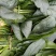 越冬大叶菠菜`
