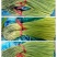 蒜薹！蒜薹蒜薹杂交蒜薹！红帽钉扎薹条绿无黄斑