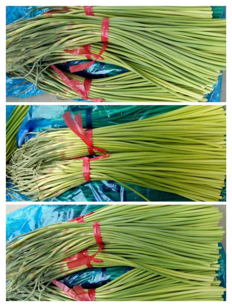 蒜薹！蒜薹蒜薹杂交蒜薹！红帽钉扎薹条绿无黄斑