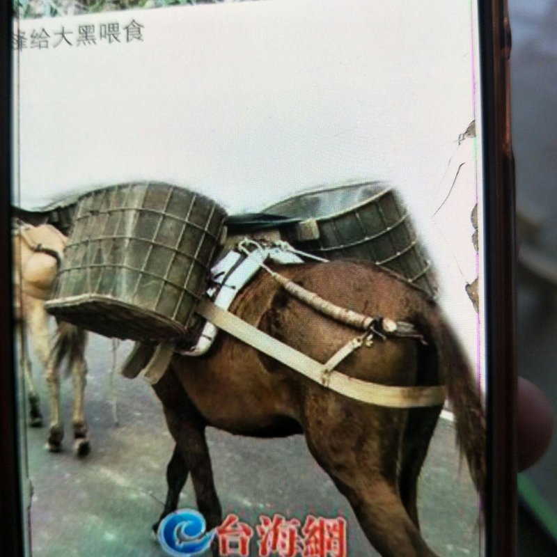驴骡，骡子！驮货骡！性格温顺！力大无穷！免费运输到家！