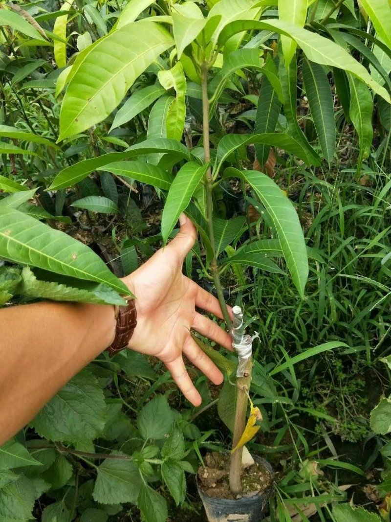 金煌芒果树苗广西芒果苗芒果树苗包邮