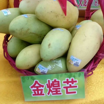 金煌芒果树苗广西芒果苗芒果树苗包邮