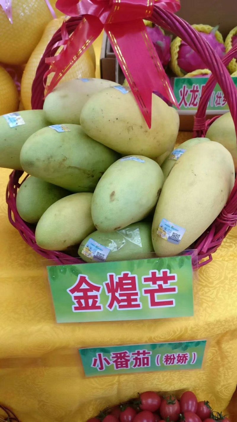 金煌芒果树苗广西芒果苗芒果树苗包邮