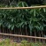 金煌芒果树苗广西芒果苗芒果树苗包邮