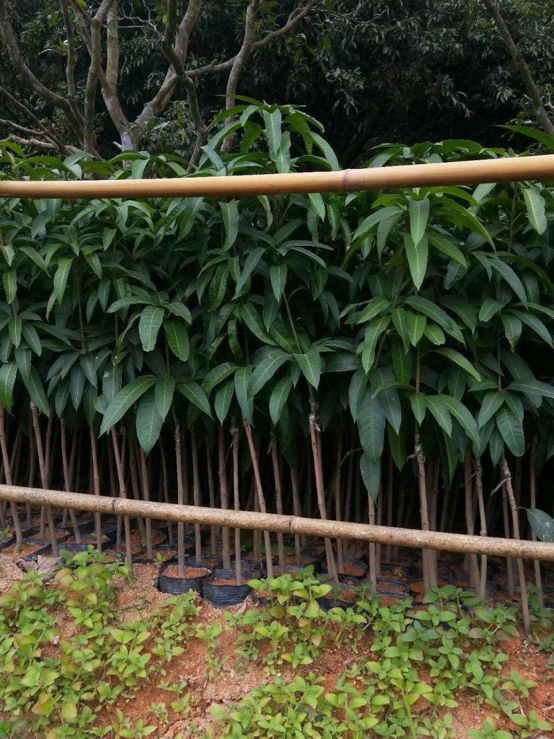 金煌芒果树苗广西芒果苗芒果树苗包邮