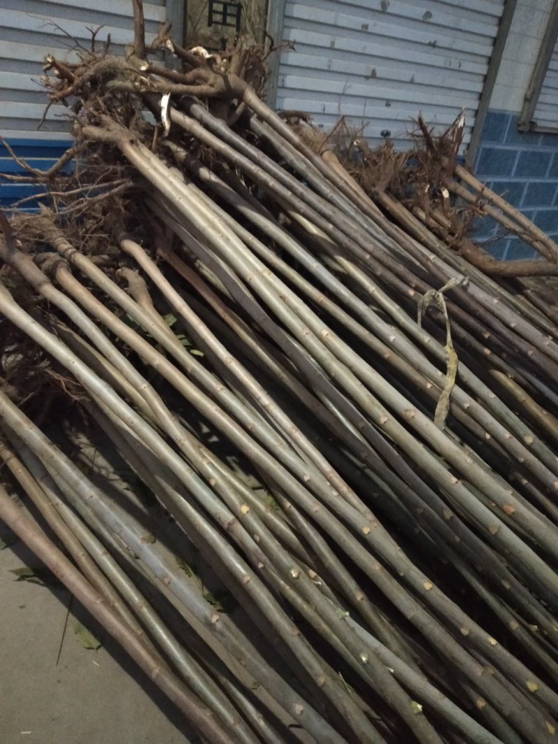 红油香椿苗:規格3/4/5公分，食用：公路绿化