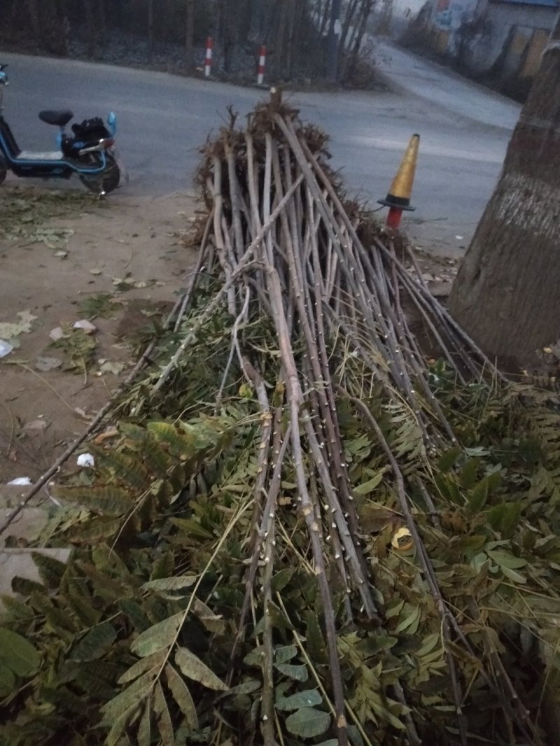 红油香椿苗:規格3/4/5公分，食用：公路绿化