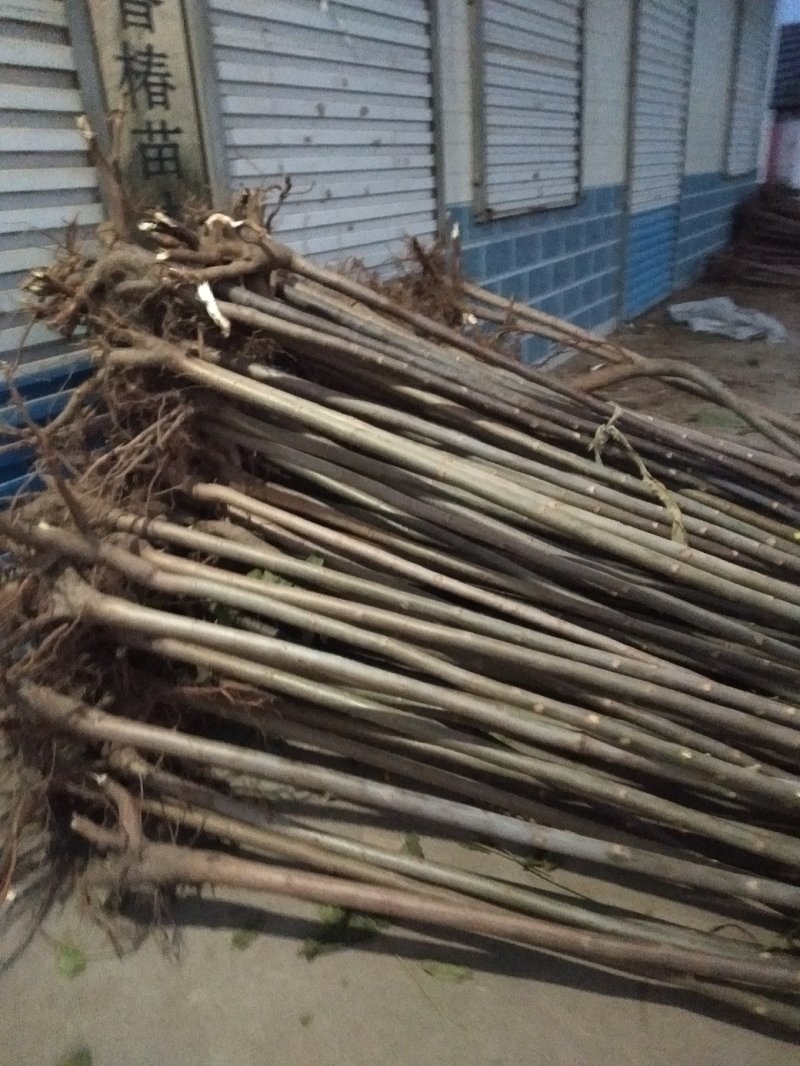 红油香椿苗:規格3/4/5公分，食用：公路绿化