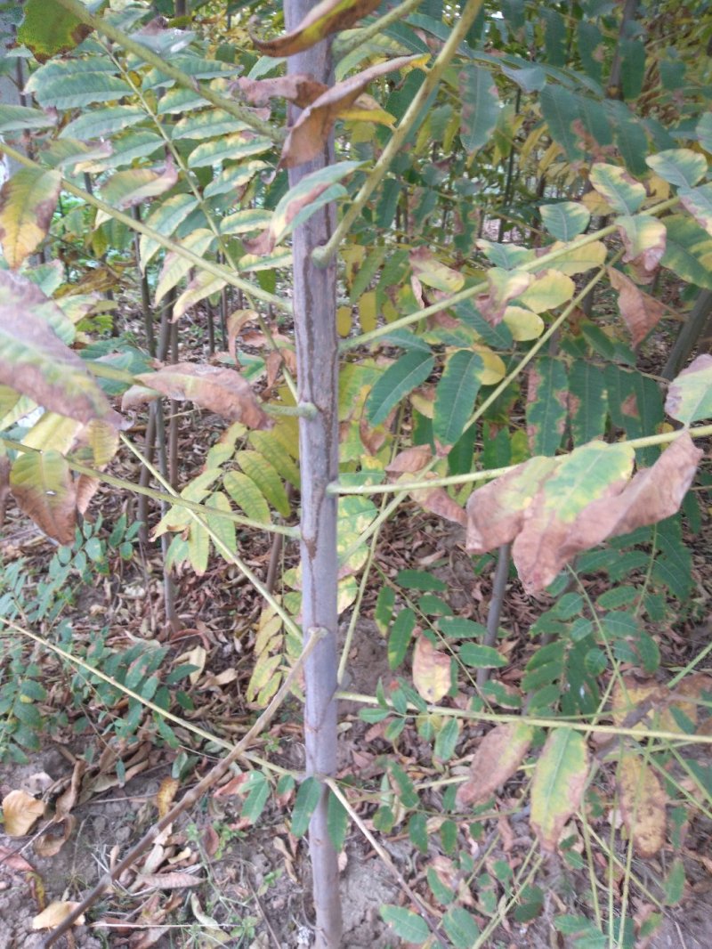 红油香椿苗:規格3/4/5公分，食用：公路绿化