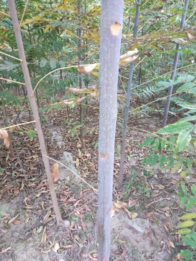 红油香椿苗:規格3/4/5公分，食用：公路绿化