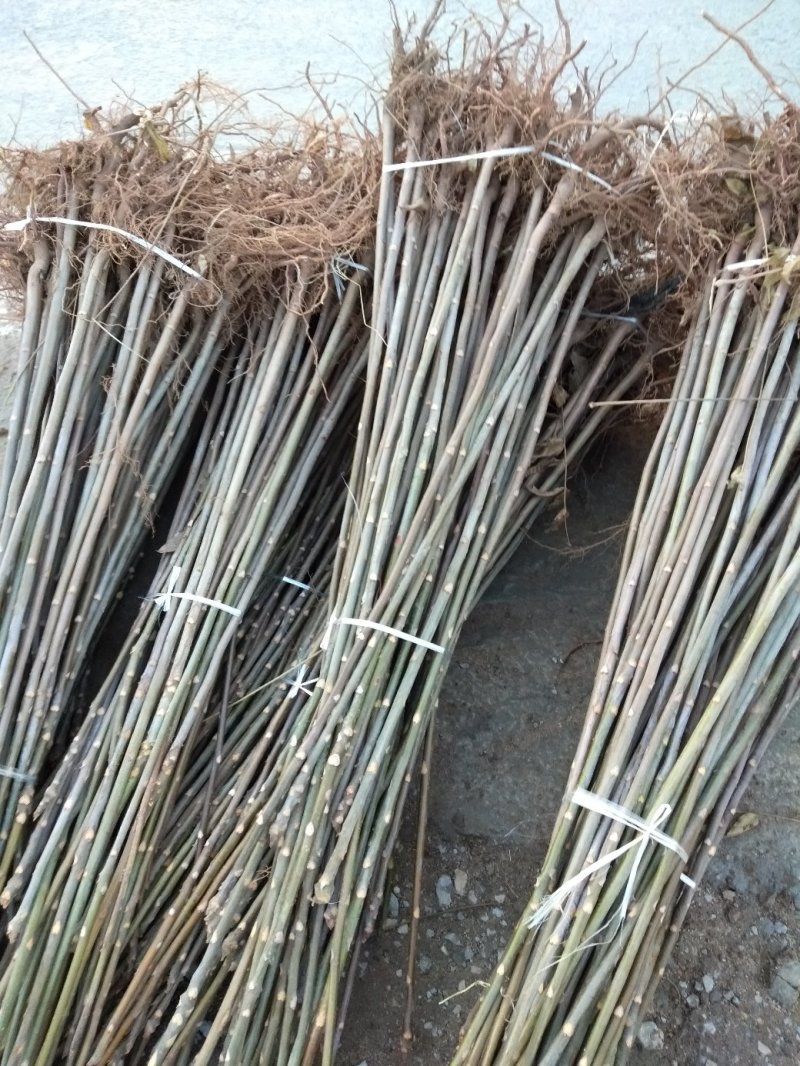 红油香椿苗:規格3/4/5公分，食用：公路绿化