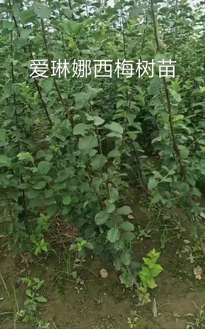 【新品推荐】纯正德国爱琳娜西梅树苗蜂蜜囗味保证品质