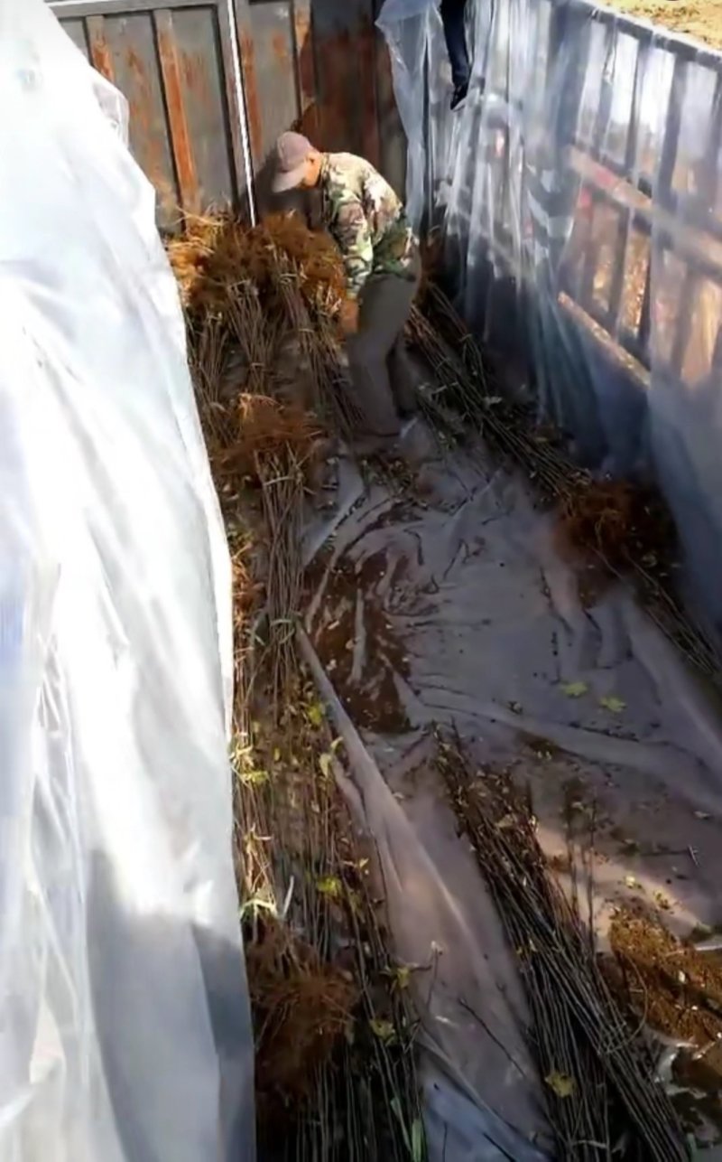 （鸡心果）锦绣海棠树苗小苹果苗