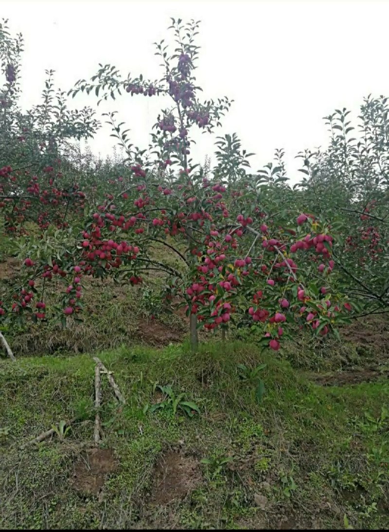 （鸡心果）锦绣海棠树苗小苹果苗