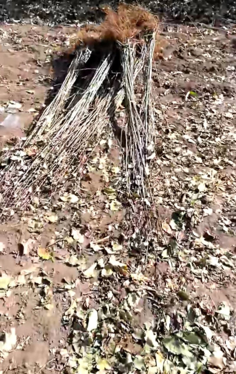 （鸡心果）锦绣海棠树苗小苹果苗