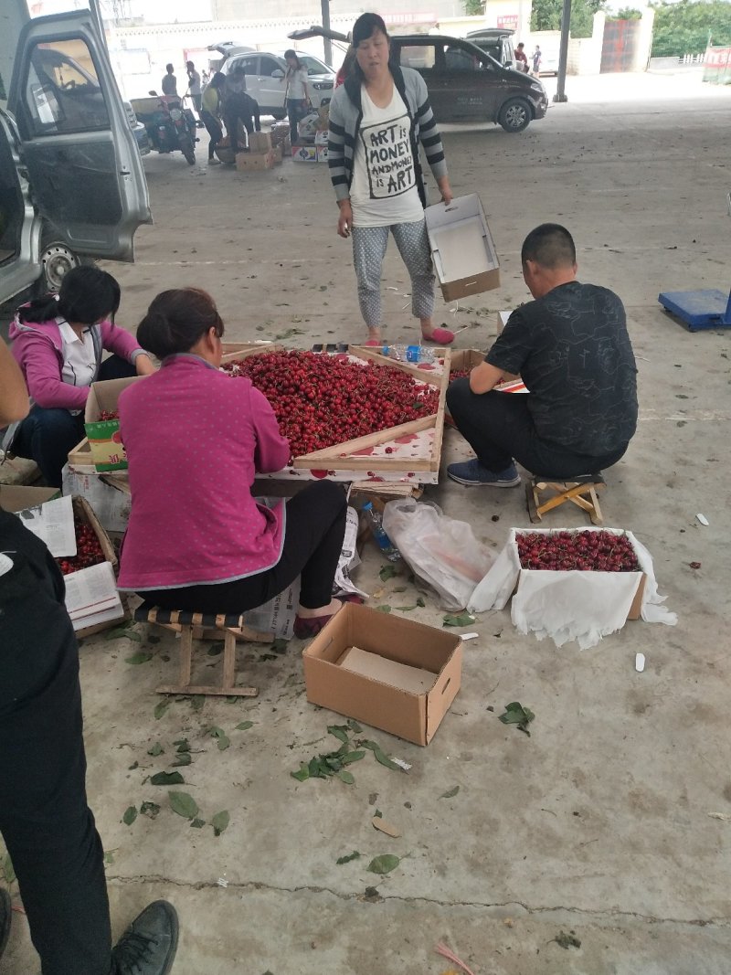 早中晚大樱桃