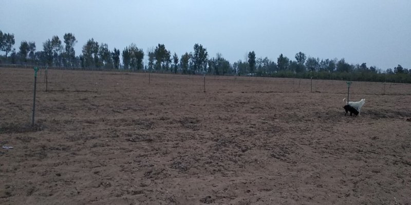 水浇沙土地二百亩出租