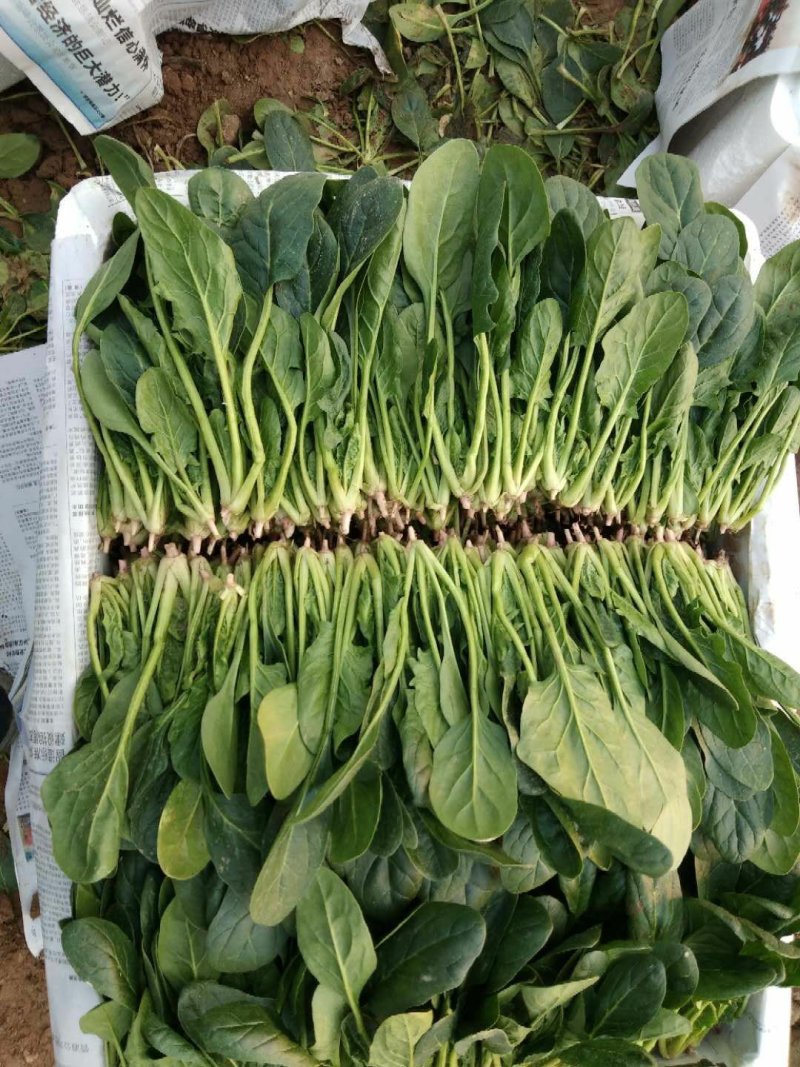大叶【大棚精品菠菜】20--35公分，货量充足，质量保证