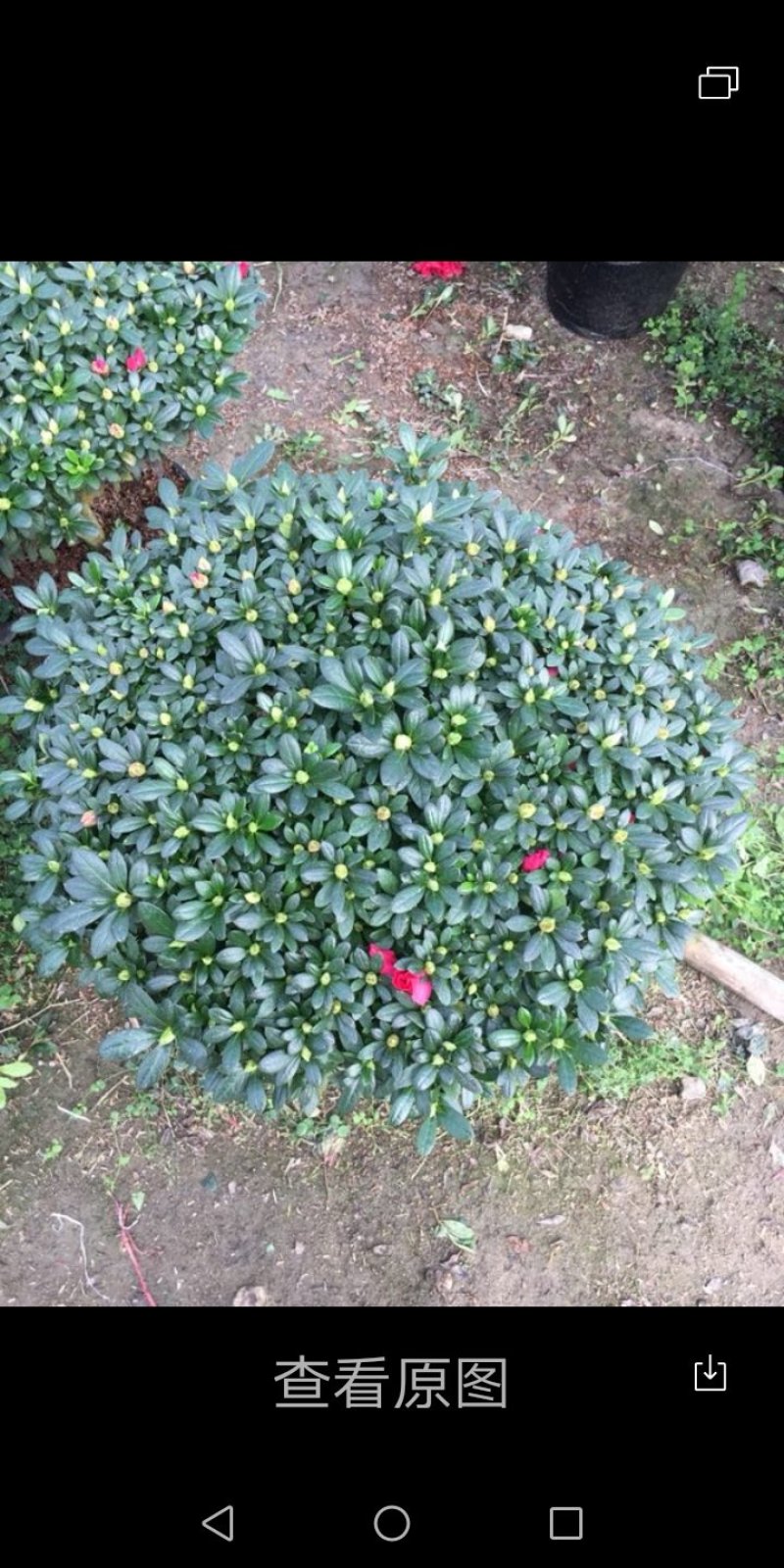 各种花卉盆景