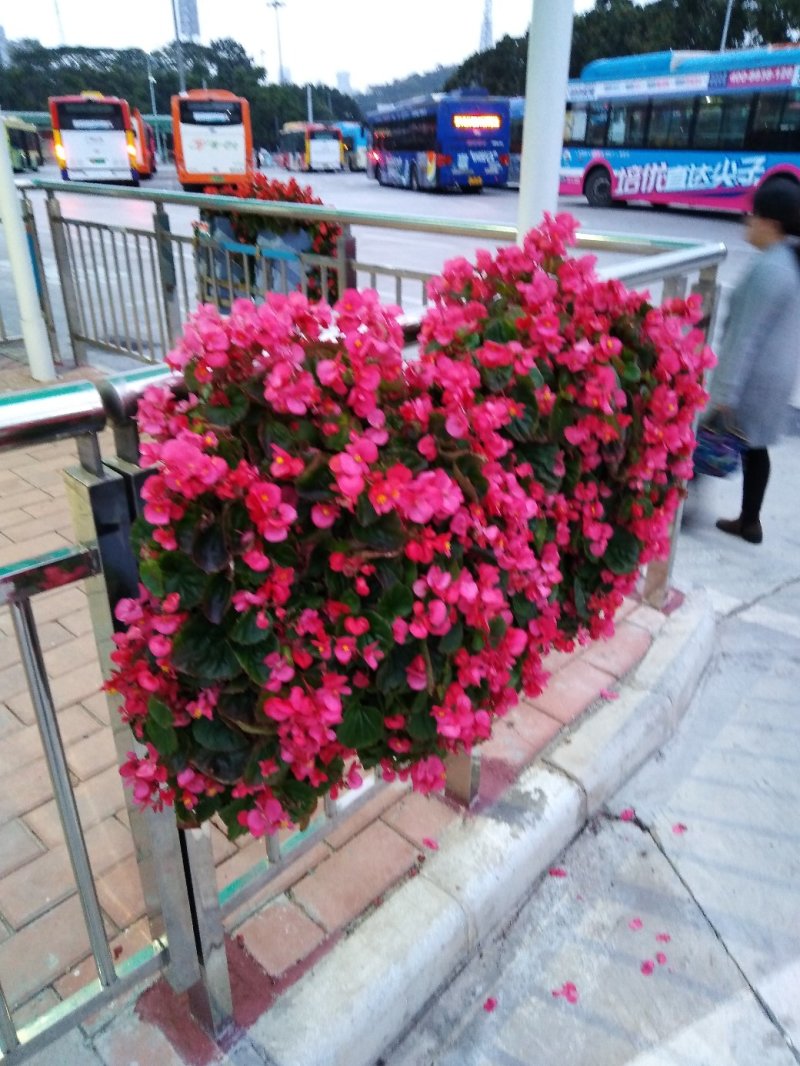 各种花卉盆景