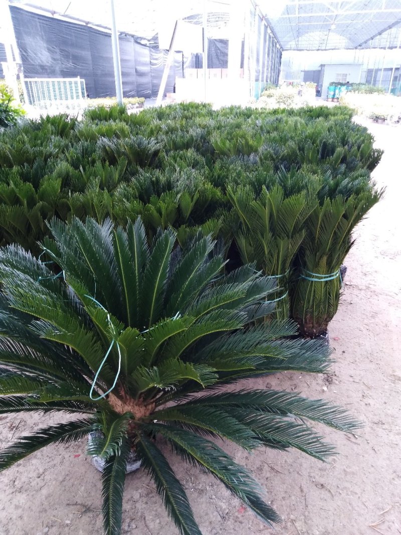 各种花卉盆景