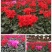 各种花卉盆景