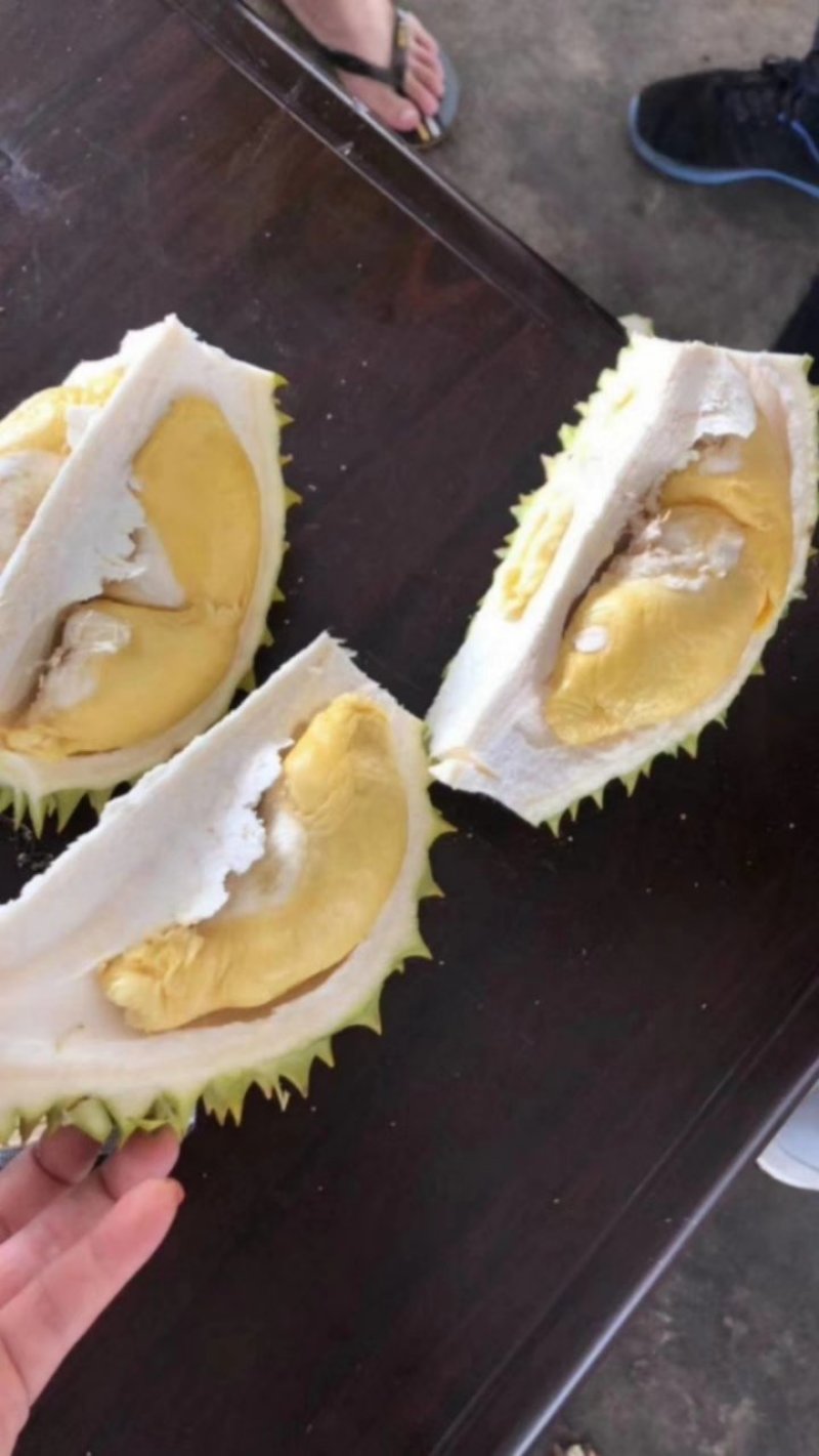 巴掌金枕榴莲巴掌干尧榴莲泰国产地直销