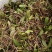 小果石橄榄（包邮）