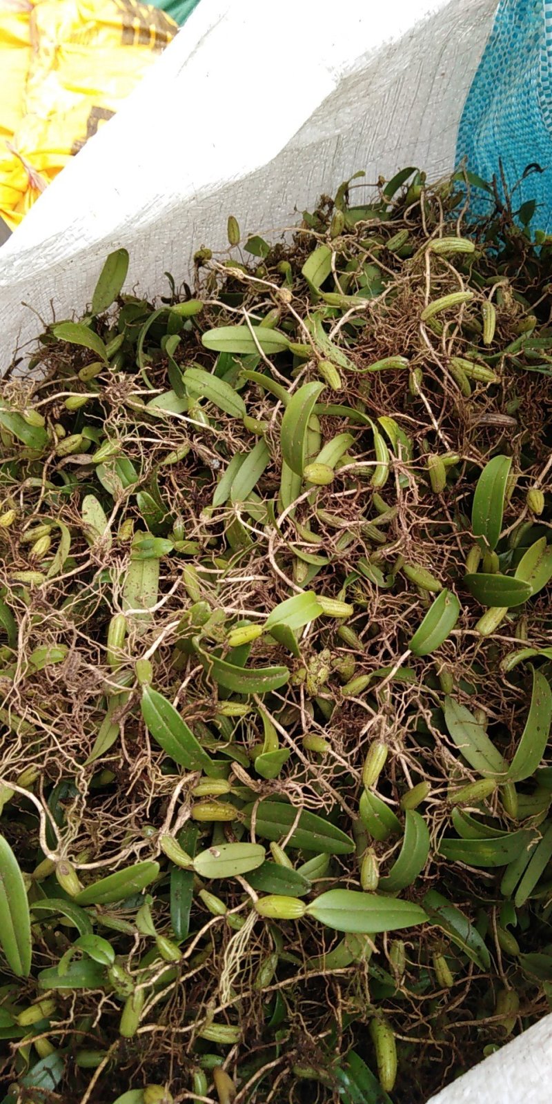 小果石橄榄（包邮）