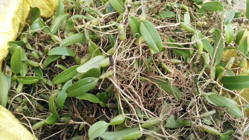 小果石橄榄（包邮）