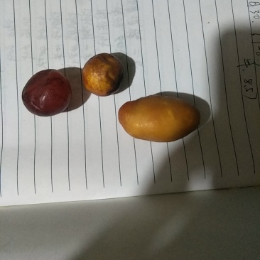 前几天亲戚家养的鸡，有几年了不下蛋，我杀鸡的时候杀出来的