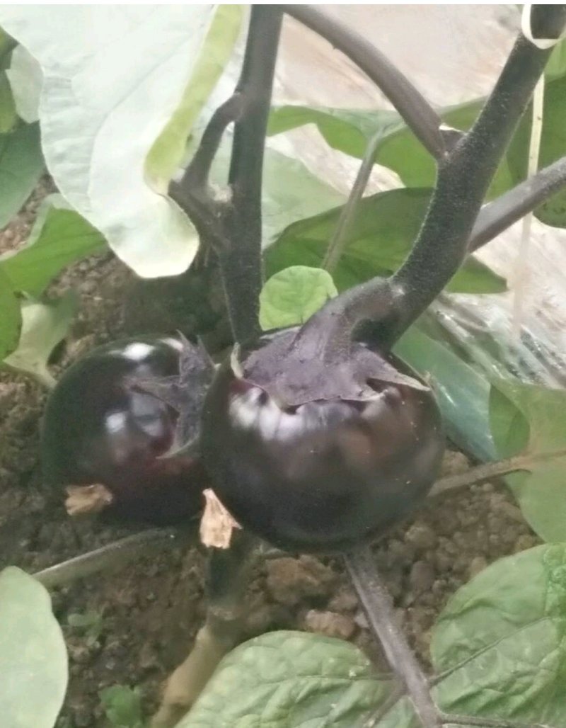 优质紫光圆茄，颜色油亮，口感细腻，产地直销，大量从优！