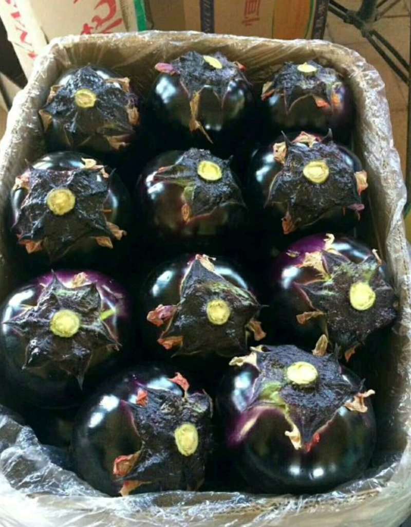 优质紫光圆茄，颜色油亮，口感细腻，产地直销，大量从优！