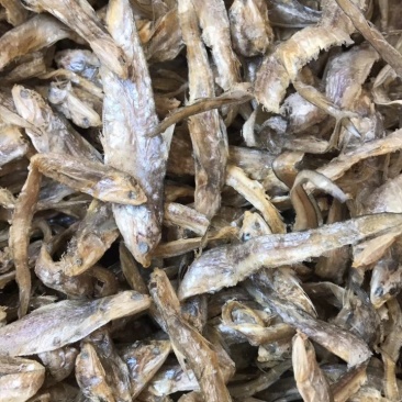毛刀鱼