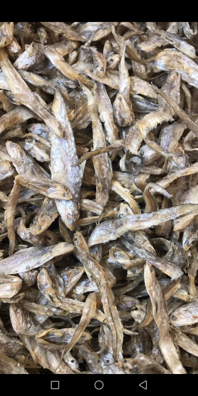 毛刀鱼