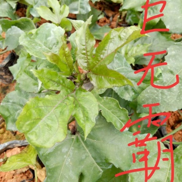巨无霸百香果苗