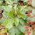 巨无霸百香果苗